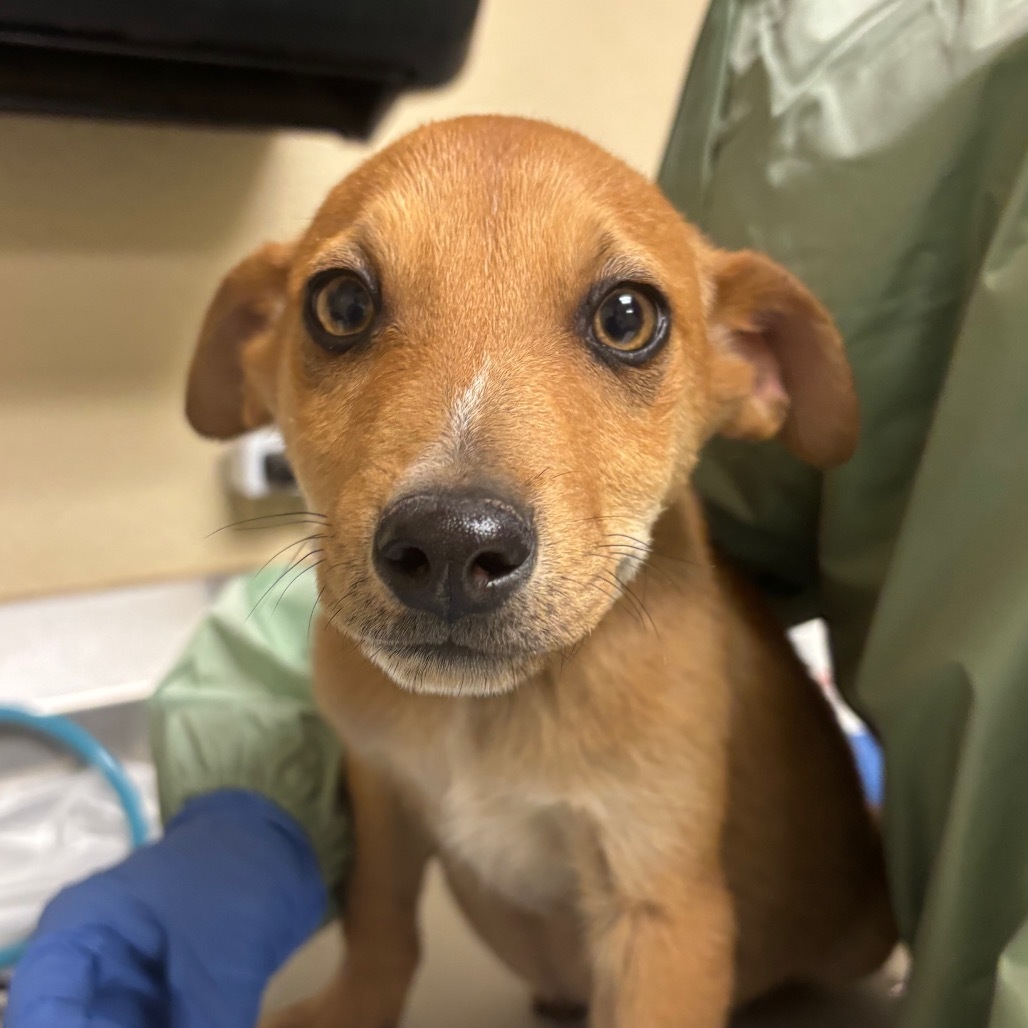 Dakota - Loves Cuddles & Good w/ Dogs