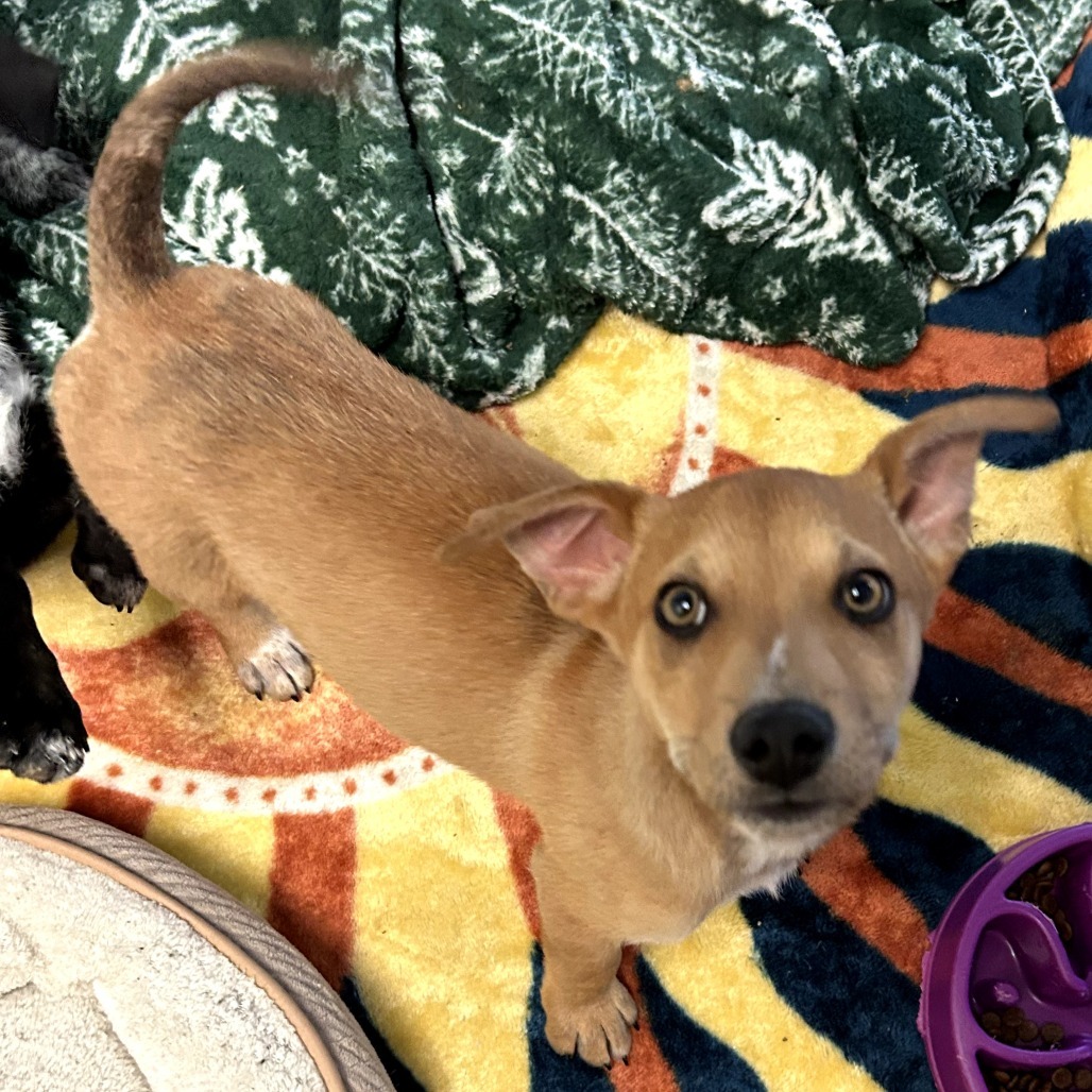 Dakota - Loves Cuddles & Good w/ Dogs