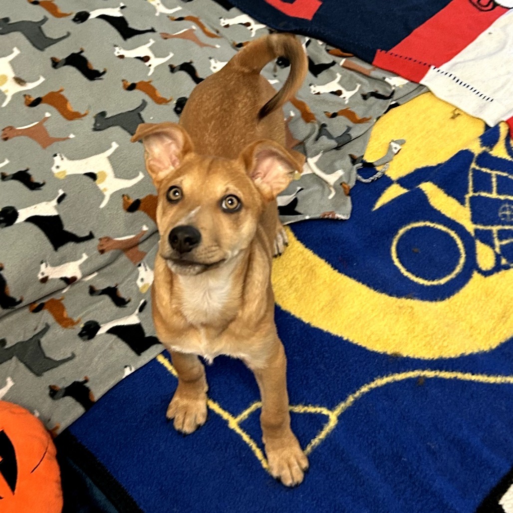 Dakota - Loves Cuddles & Good w/ Dogs