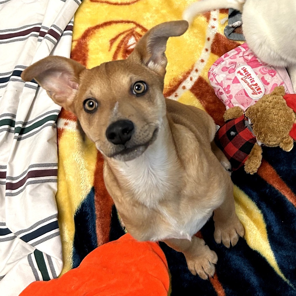 Dakota - Loves Cuddles & Good w/ Dogs