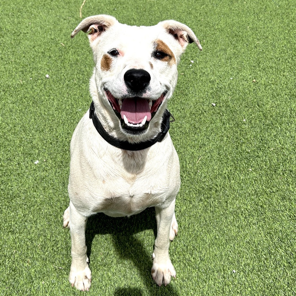 Miklo - Leash & Potty Trained!, an adoptable Mixed Breed in Flagstaff, AZ, 86004 | Photo Image 1