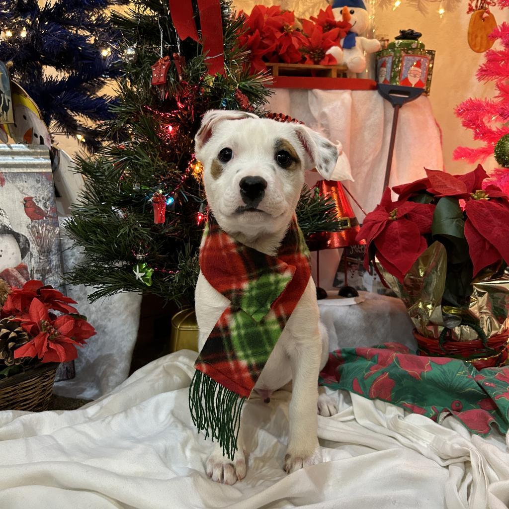Miklo - Leash & Potty Trained!, an adoptable Mixed Breed in Flagstaff, AZ, 86004 | Photo Image 2
