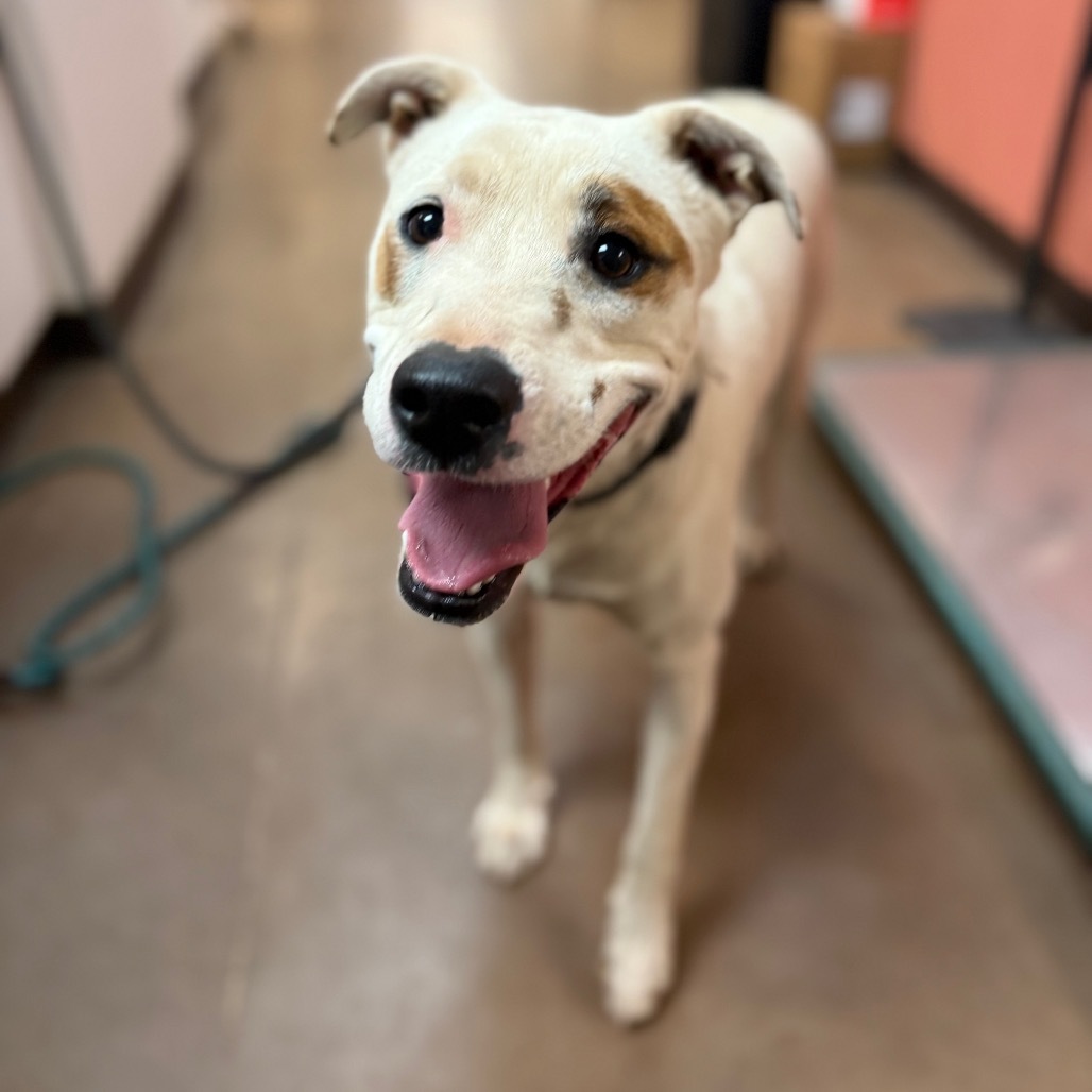 Miklo - Leash & Potty Trained!, an adoptable Mixed Breed in Flagstaff, AZ, 86004 | Photo Image 3