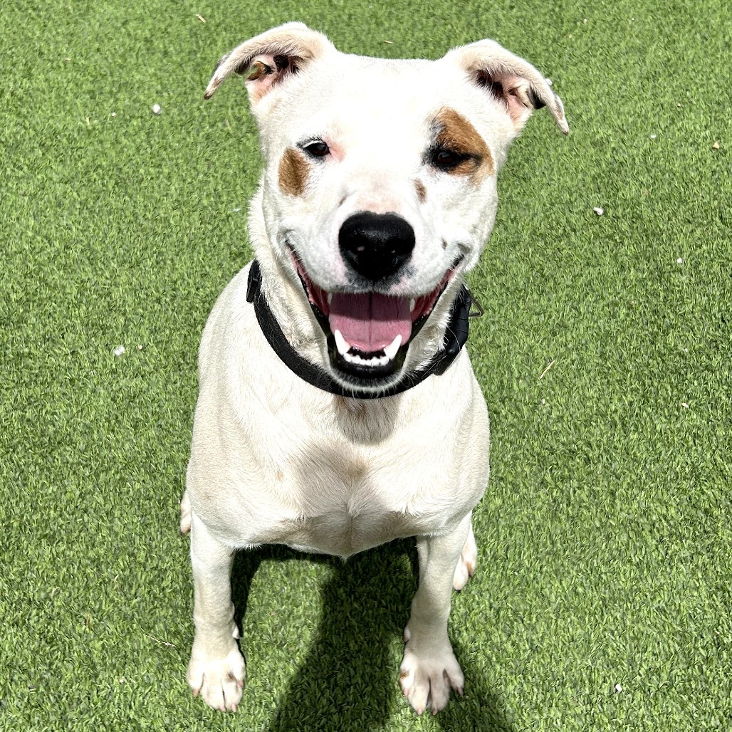 Miklo - Leash & Potty Trained!