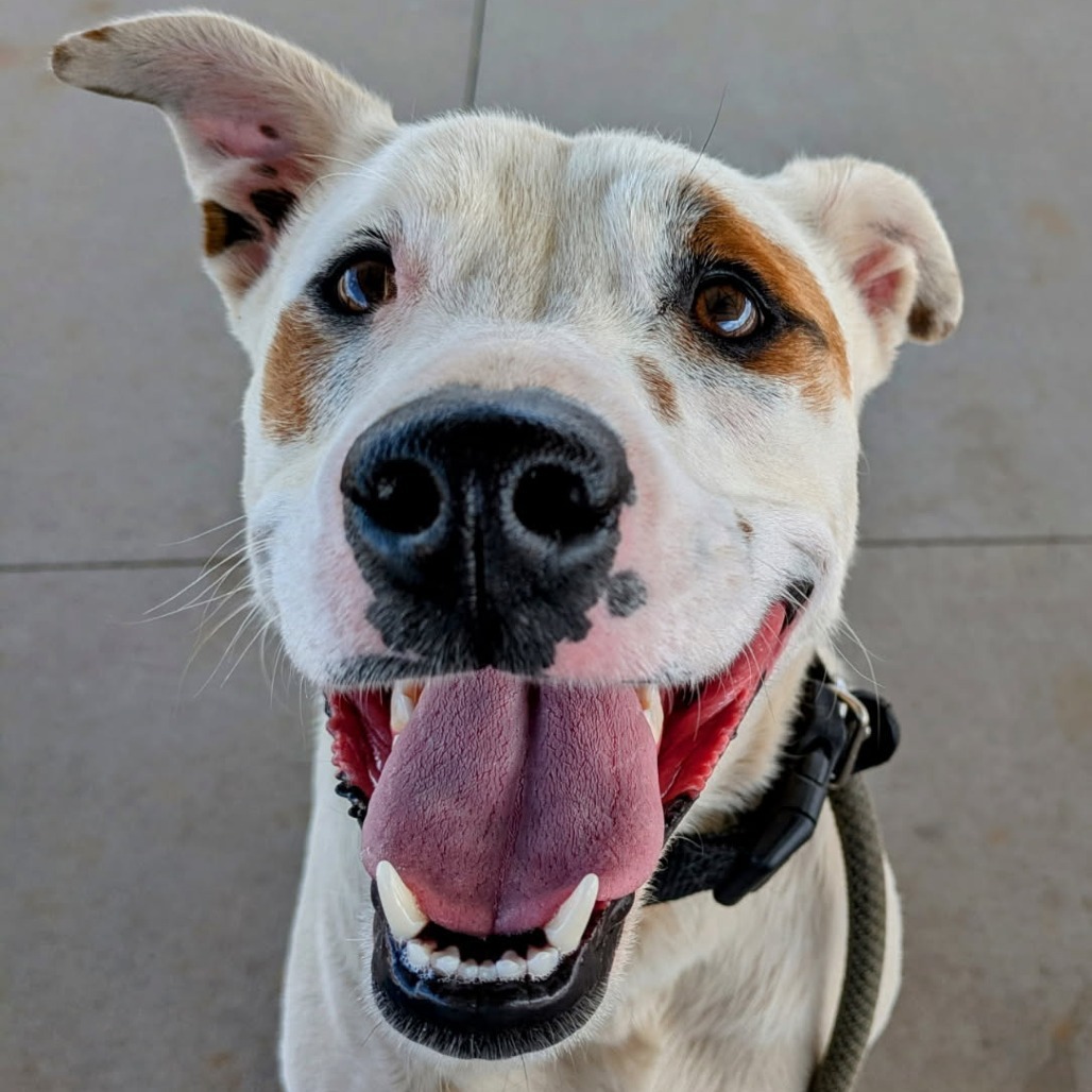 Miklo - Leash & Potty Trained!, an adoptable Mixed Breed in Flagstaff, AZ, 86004 | Photo Image 5