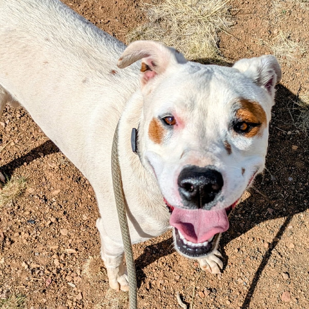 Miklo - Leash & Potty Trained!, an adoptable Mixed Breed in Flagstaff, AZ, 86004 | Photo Image 6