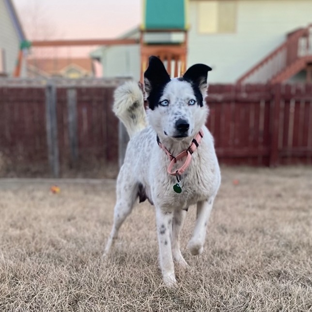 Dorothy, an adoptable Husky, Australian Cattle Dog / Blue Heeler in Sioux Falls, SD, 57106 | Photo Image 2