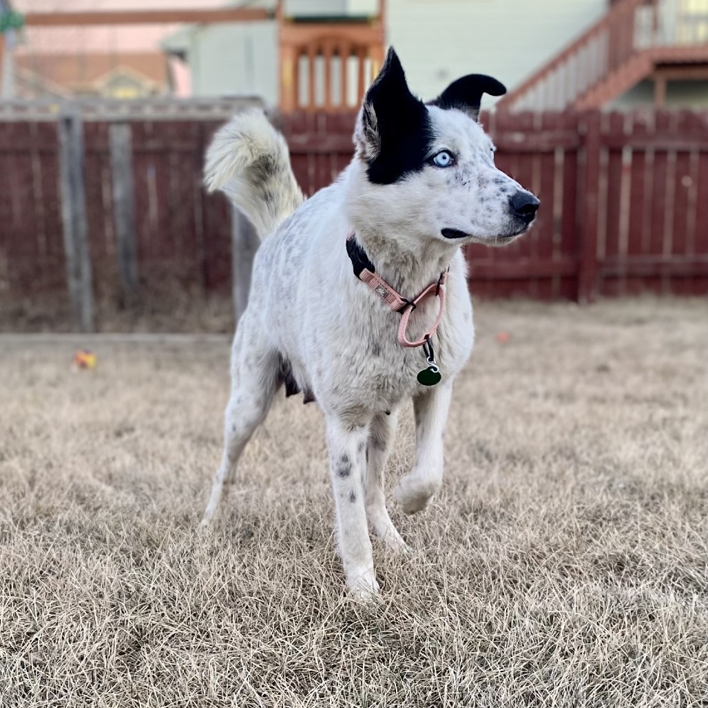 Dorothy, an adoptable Husky, Australian Cattle Dog / Blue Heeler in Sioux Falls, SD, 57106 | Photo Image 3