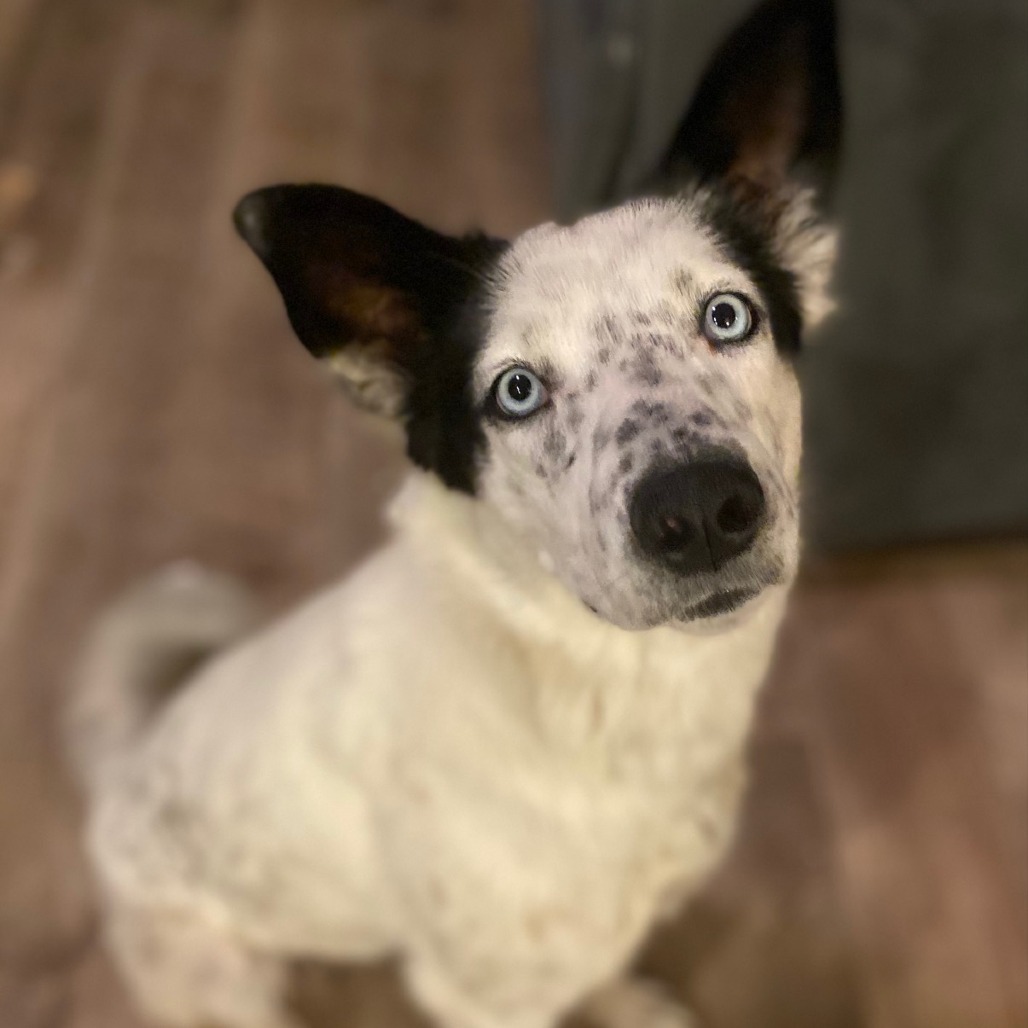 Dorothy, an adoptable Husky, Australian Cattle Dog / Blue Heeler in Sioux Falls, SD, 57106 | Photo Image 4