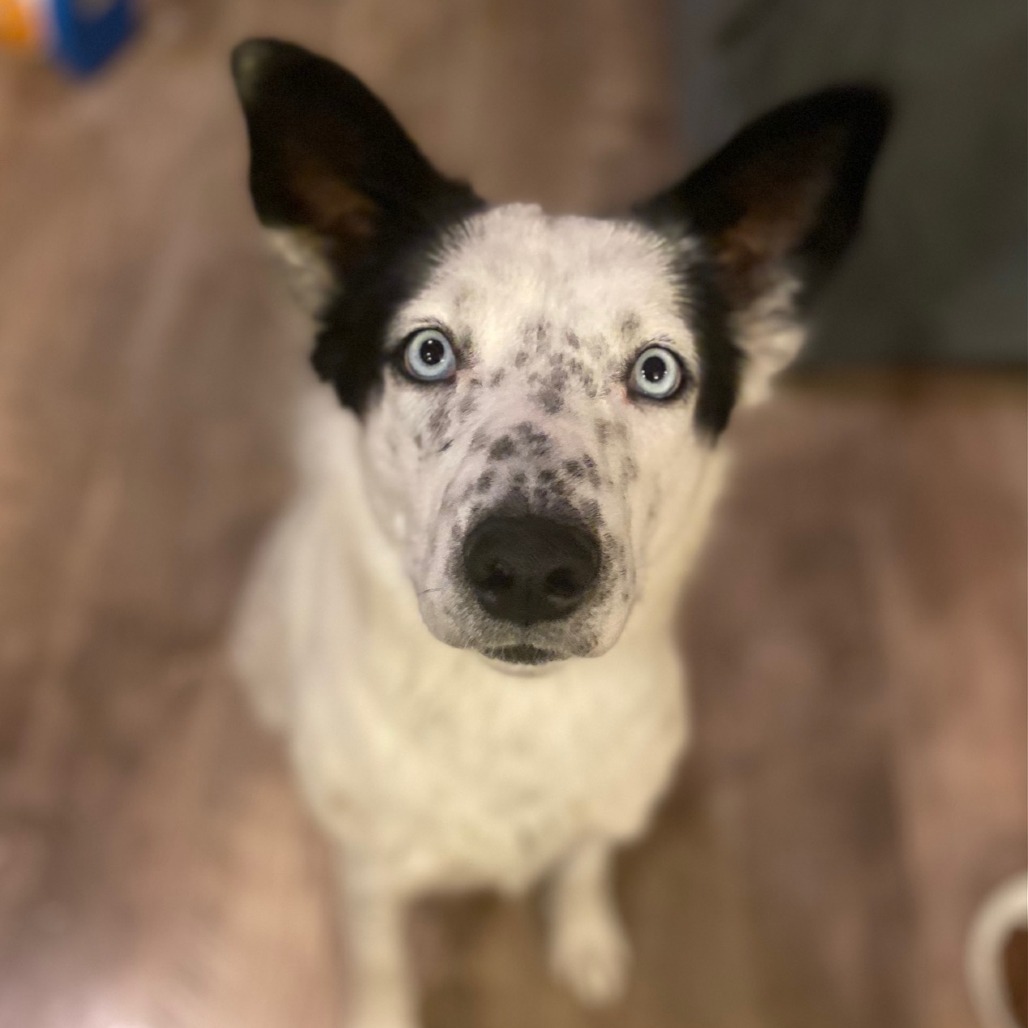 Dorothy, an adoptable Husky, Australian Cattle Dog / Blue Heeler in Sioux Falls, SD, 57106 | Photo Image 4
