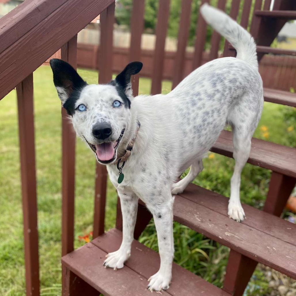 Dorothy, an adoptable Husky, Australian Cattle Dog / Blue Heeler in Sioux Falls, SD, 57106 | Photo Image 5