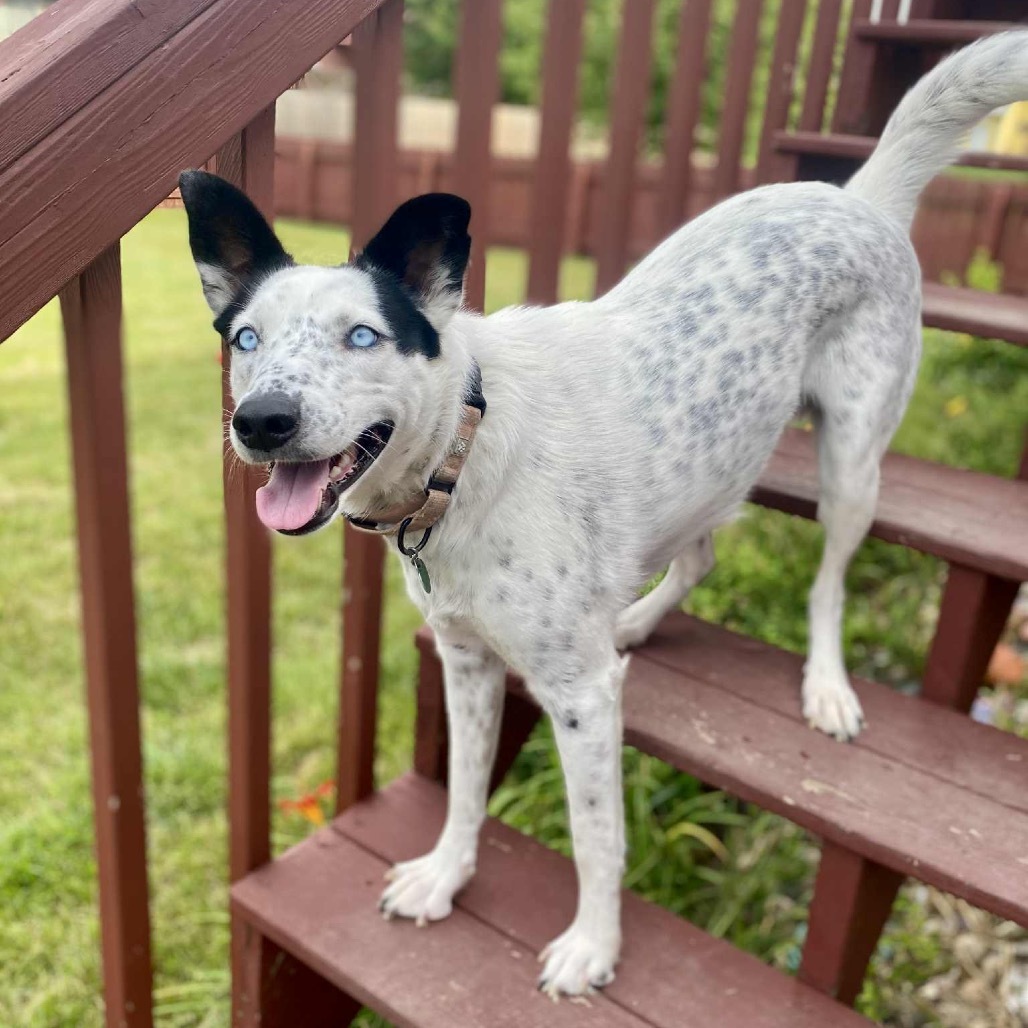 Dorothy, an adoptable Husky, Australian Cattle Dog / Blue Heeler in Sioux Falls, SD, 57106 | Photo Image 6