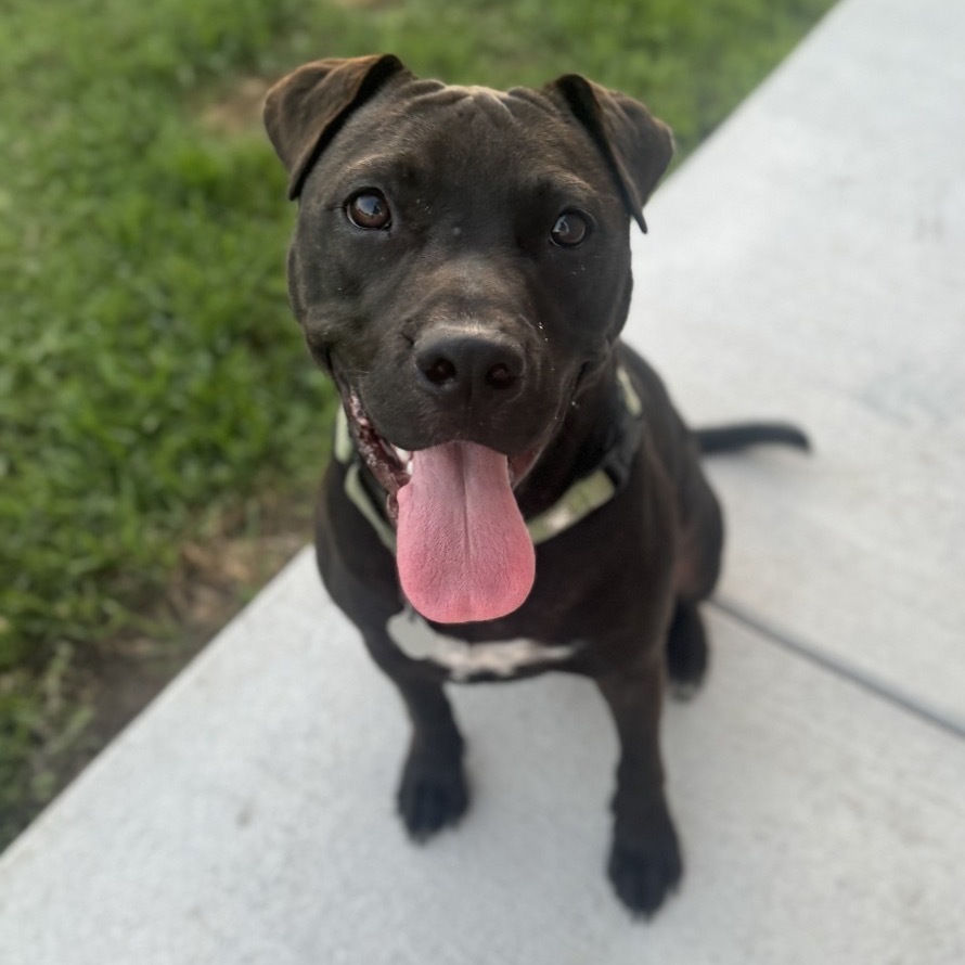 Norman, an adoptable Mixed Breed in Sartell, MN, 56377 | Photo Image 1