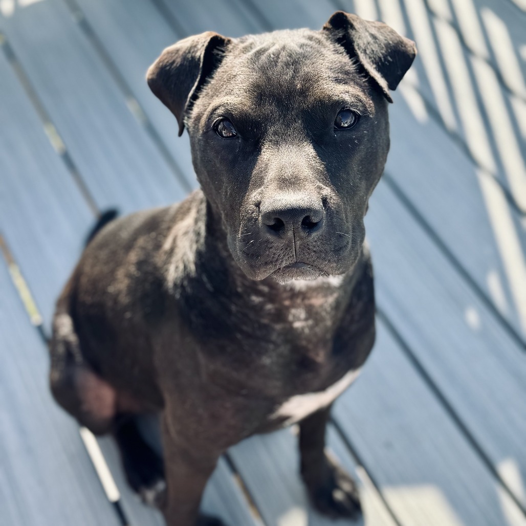 Norman, an adoptable Mixed Breed in Sartell, MN, 56377 | Photo Image 4