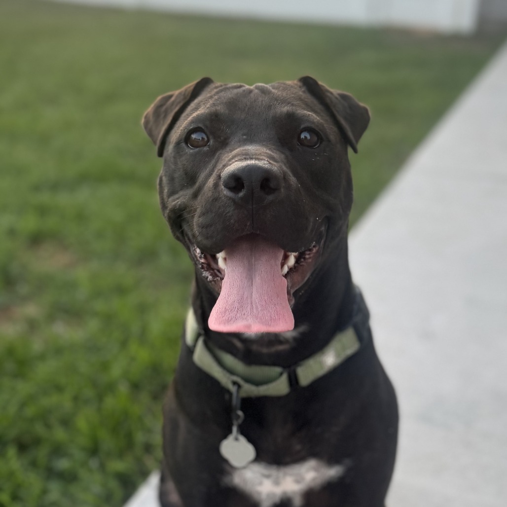 Norman, an adoptable Mixed Breed in Sartell, MN, 56377 | Photo Image 5
