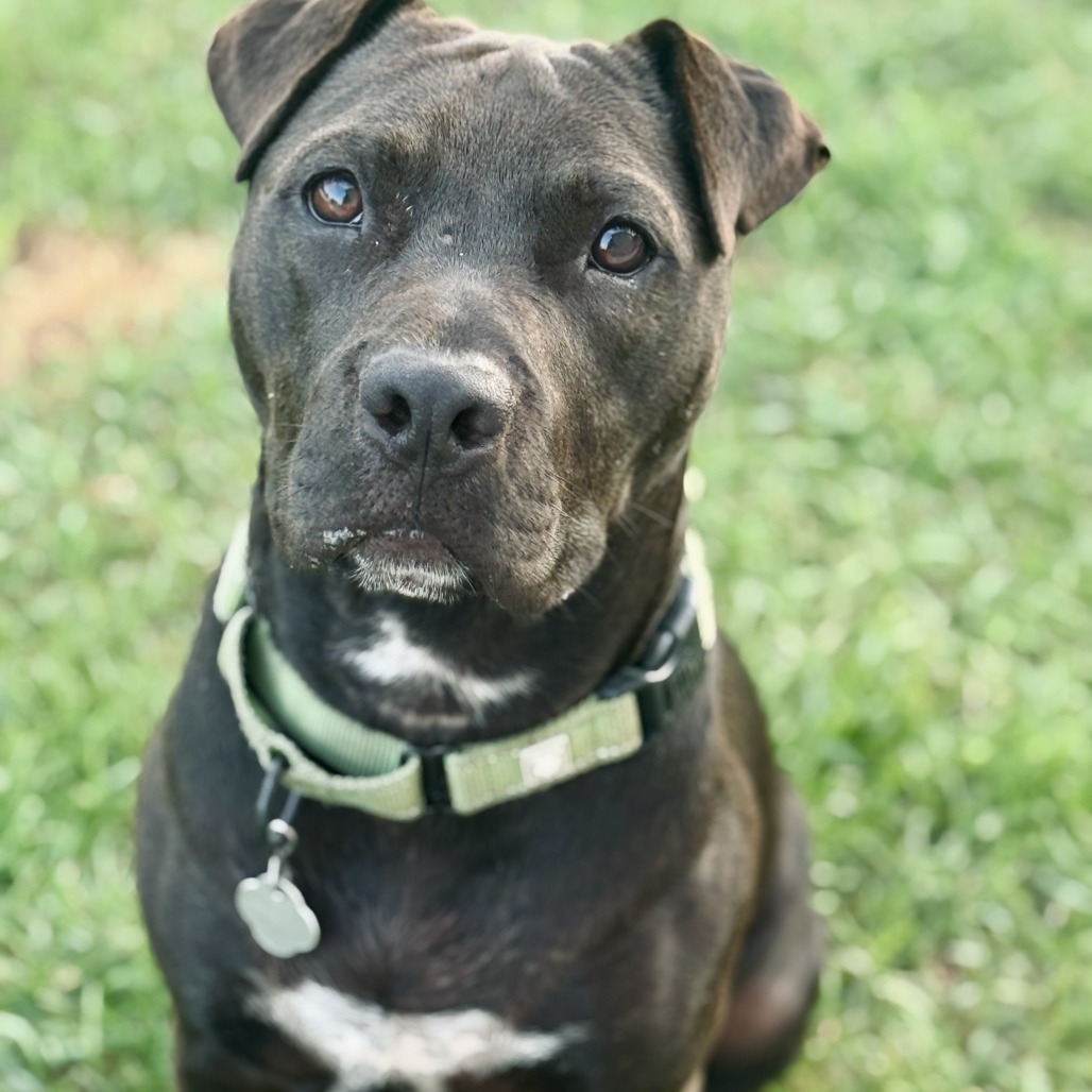 Norman, an adoptable Mixed Breed in Sartell, MN, 56377 | Photo Image 6