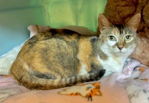 Pebbles is a sweet mellow docile calico girl born in 2014 Originally adopted from Feline Network 