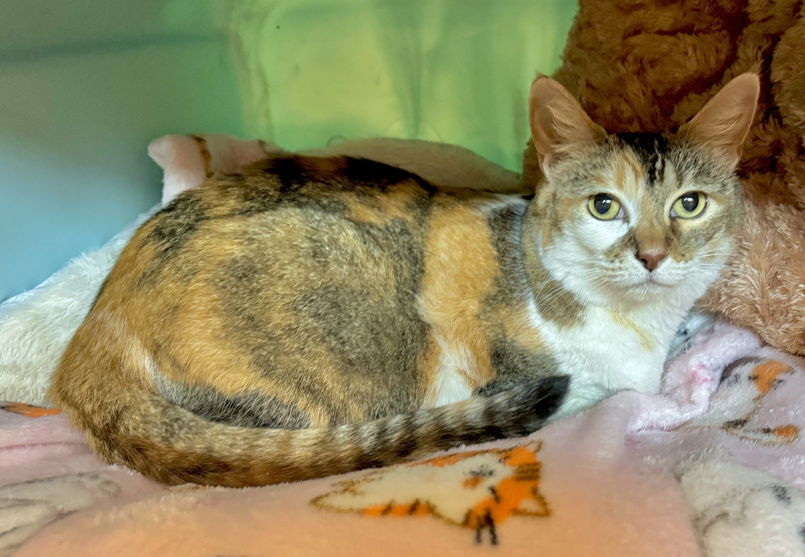 Pebbles - Purr Machine, an adoptable Calico, Domestic Short Hair in San Luis Obispo, CA, 93406 | Photo Image 1