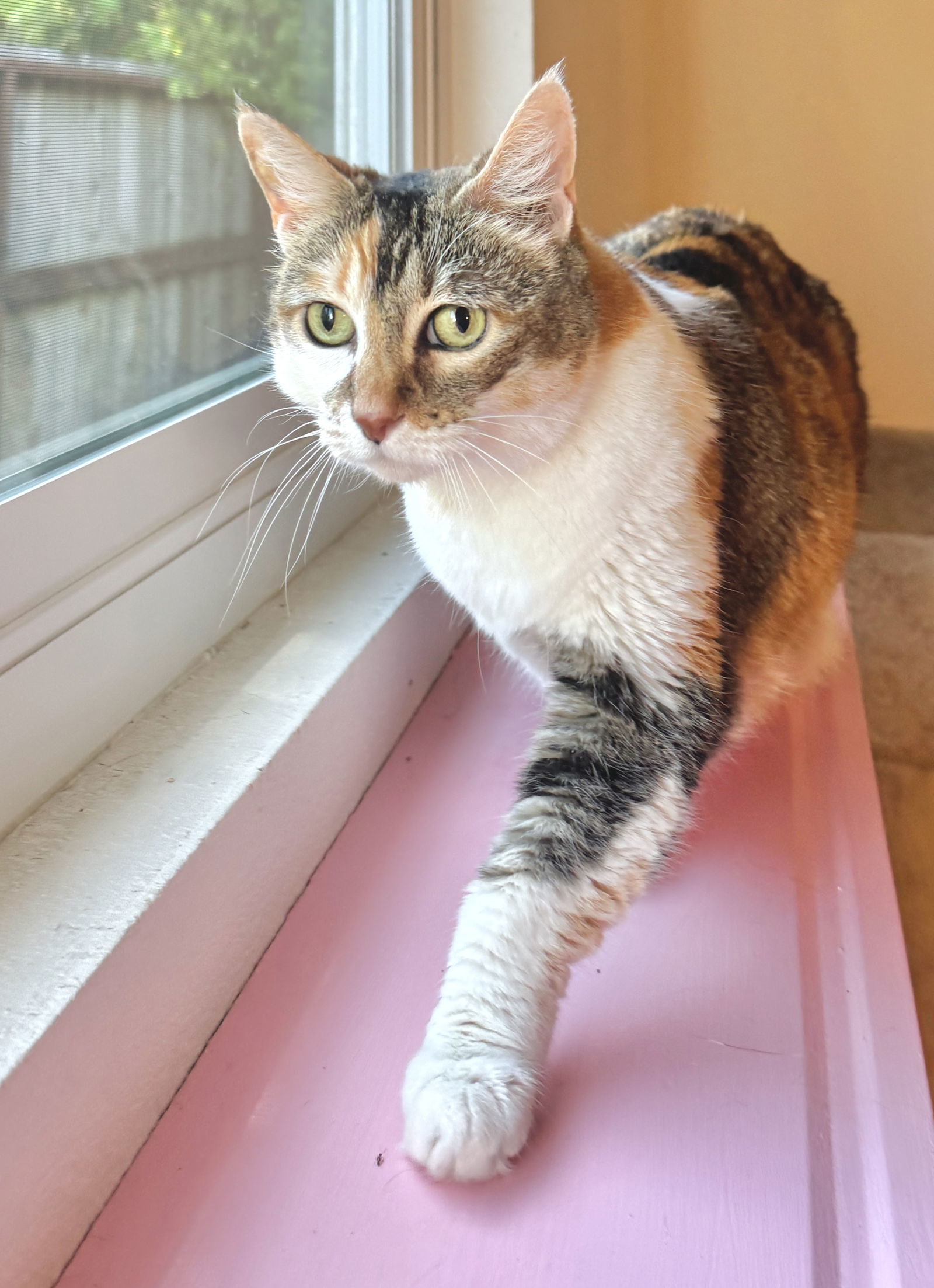 Pebbles - Purr Machine, an adoptable Calico, Domestic Short Hair in San Luis Obispo, CA, 93406 | Photo Image 2