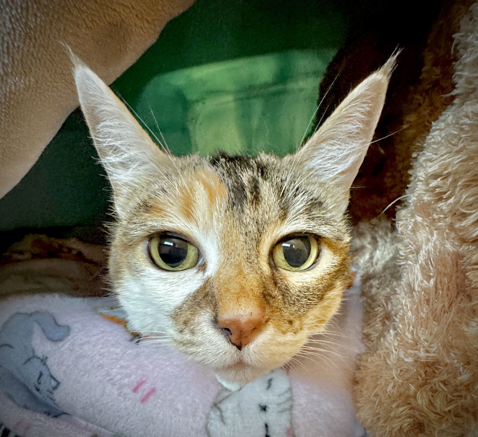 Pebbles - Purr Machine, an adoptable Calico, Domestic Short Hair in San Luis Obispo, CA, 93406 | Photo Image 3