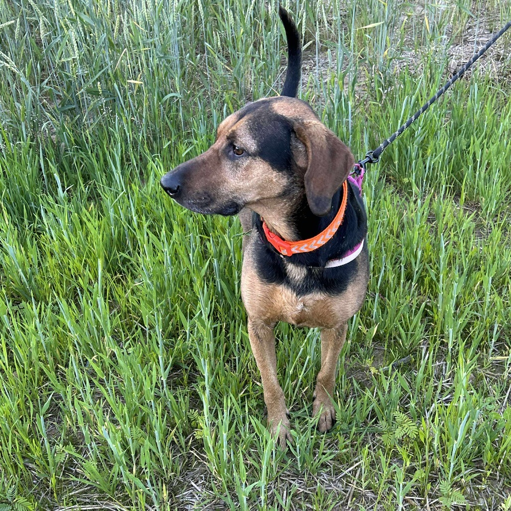 Roxy, an adoptable Bloodhound, Mixed Breed in Jarrettsville, MD, 21084 | Photo Image 1