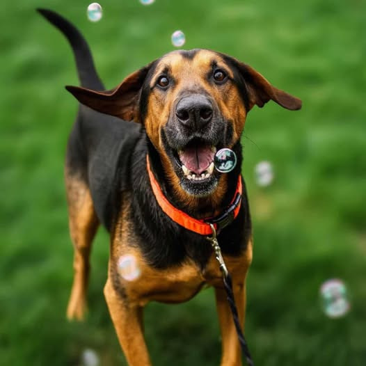 Roxy, an adoptable Bloodhound, Mixed Breed in Jarrettsville, MD, 21084 | Photo Image 1