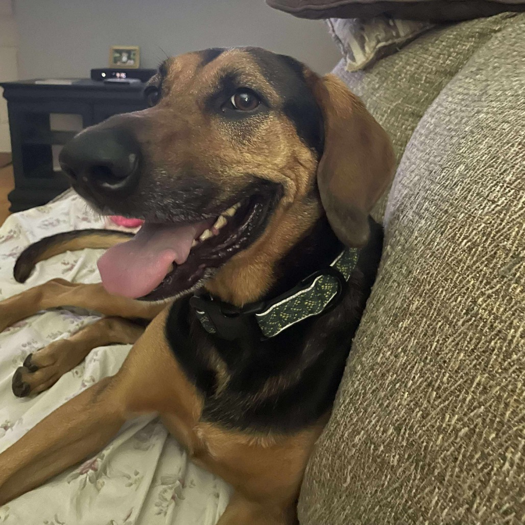 Roxy, an adoptable Bloodhound, Mixed Breed in Jarrettsville, MD, 21084 | Photo Image 1