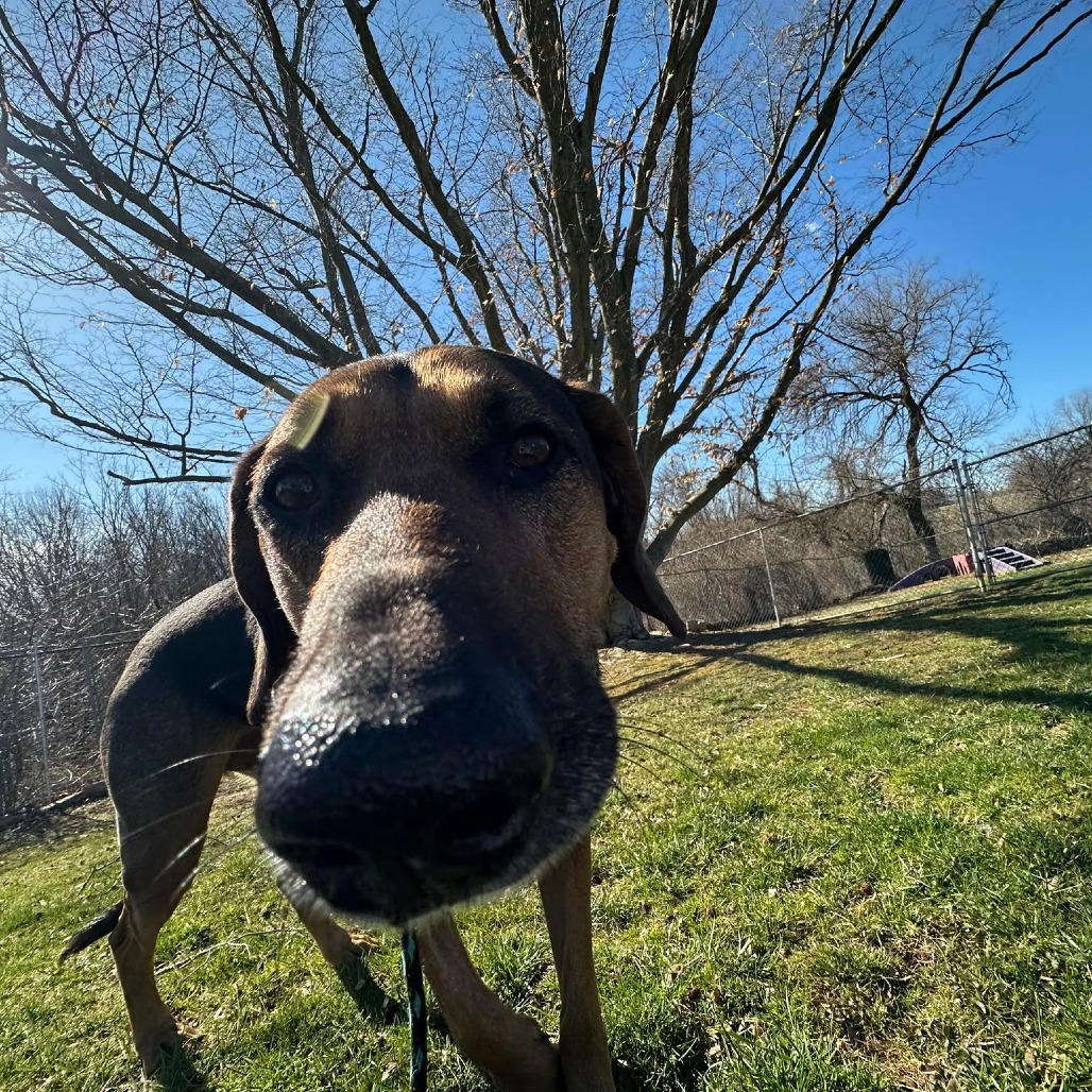 Roxy, an adoptable Bloodhound, Mixed Breed in Jarrettsville, MD, 21084 | Photo Image 2
