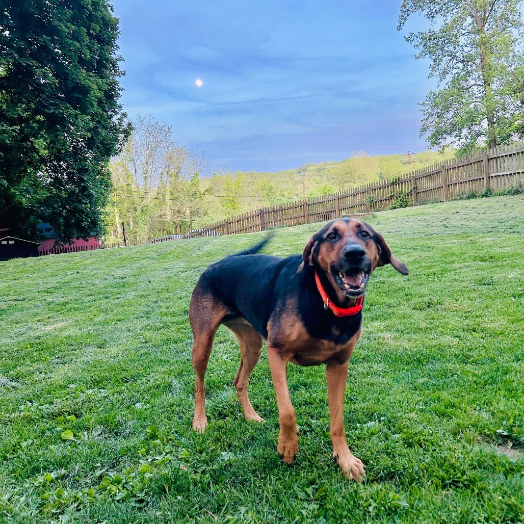Roxy, an adoptable Bloodhound, Mixed Breed in Jarrettsville, MD, 21084 | Photo Image 2