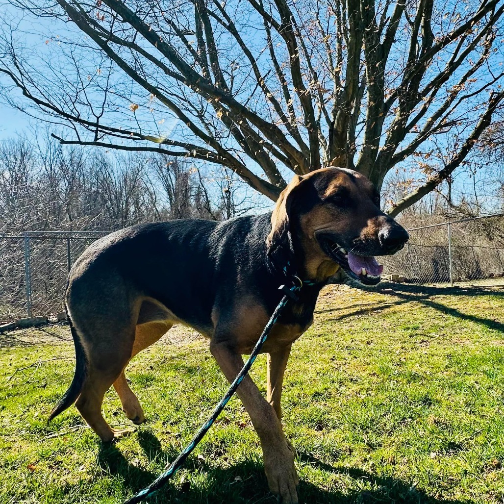 Roxy, an adoptable Bloodhound, Mixed Breed in Jarrettsville, MD, 21084 | Photo Image 3