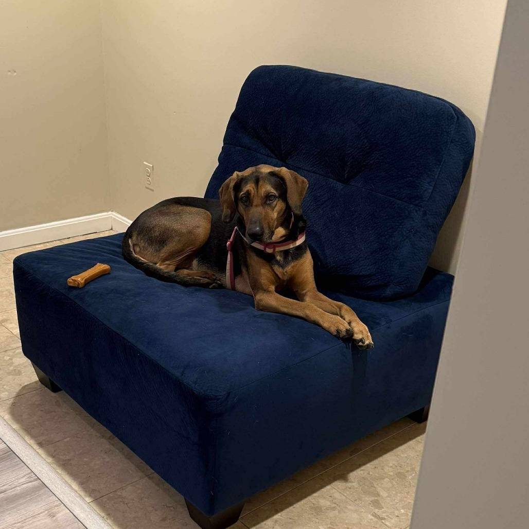 Roxy, an adoptable Bloodhound, Mixed Breed in Jarrettsville, MD, 21084 | Photo Image 3