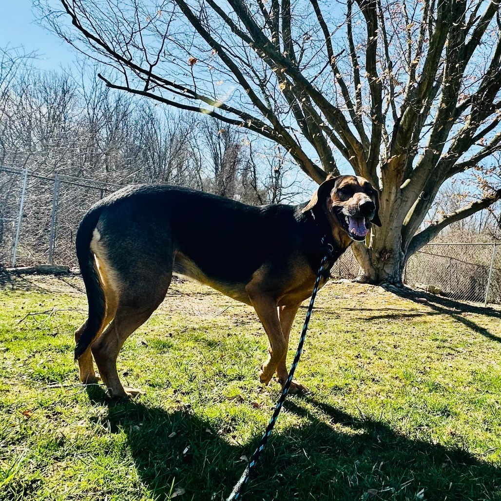 Roxy, an adoptable Bloodhound, Mixed Breed in Jarrettsville, MD, 21084 | Photo Image 4