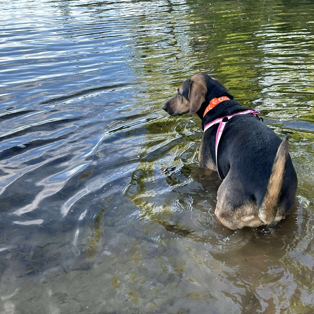 Roxy, an adoptable Bloodhound, Mixed Breed in Jarrettsville, MD, 21084 | Photo Image 4
