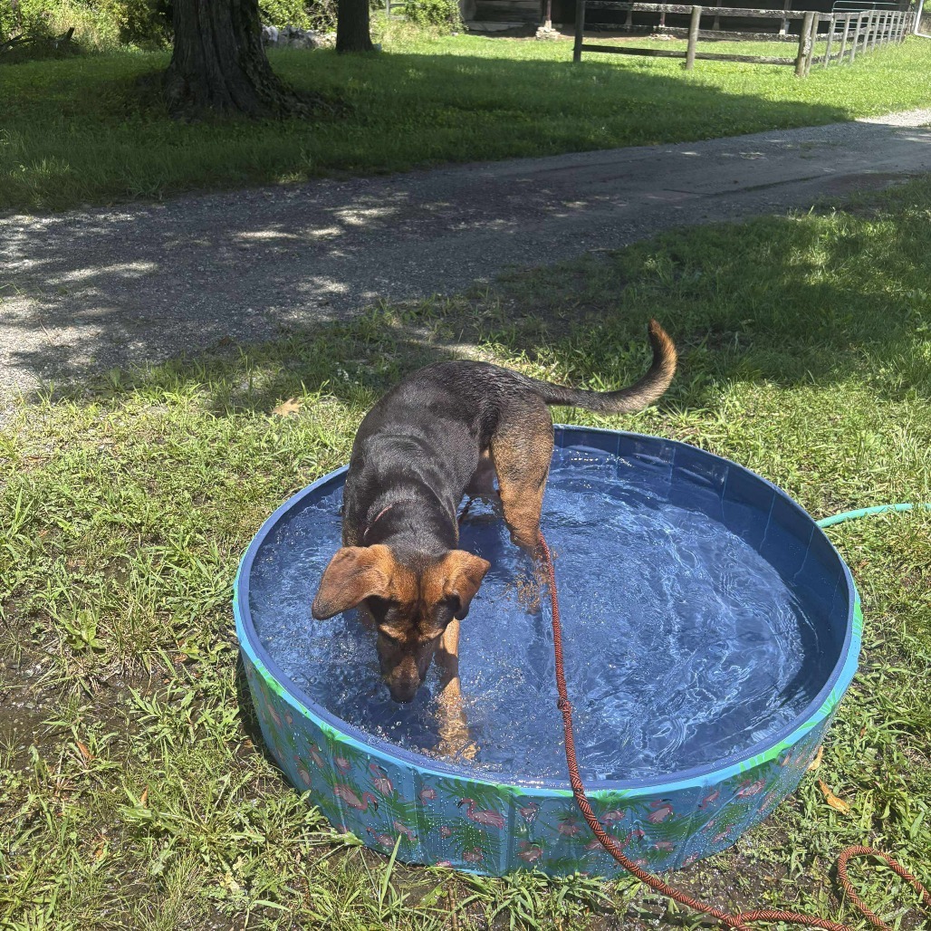 Roxy, an adoptable Bloodhound, Mixed Breed in Jarrettsville, MD, 21084 | Photo Image 4