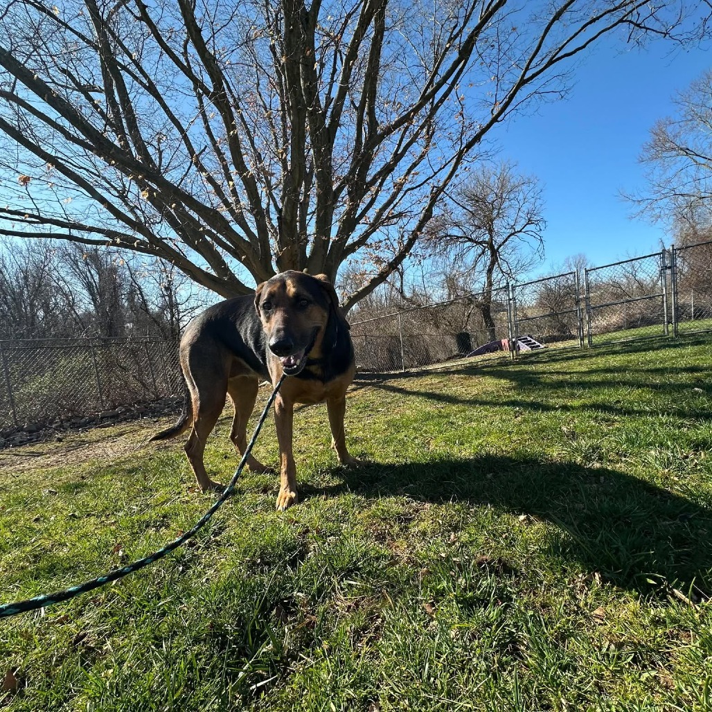 Roxy, an adoptable Bloodhound, Mixed Breed in Jarrettsville, MD, 21084 | Photo Image 5
