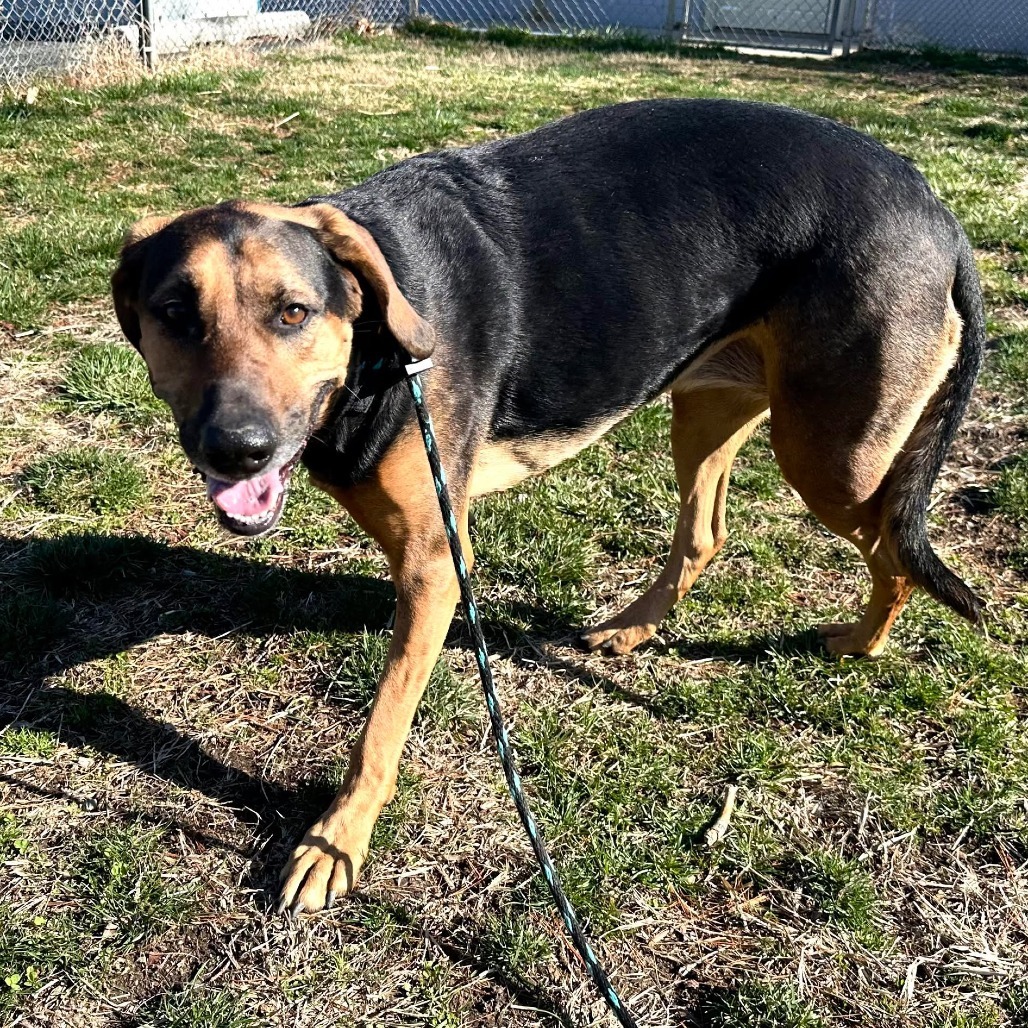 Roxy, an adoptable Bloodhound, Mixed Breed in Jarrettsville, MD, 21084 | Photo Image 6