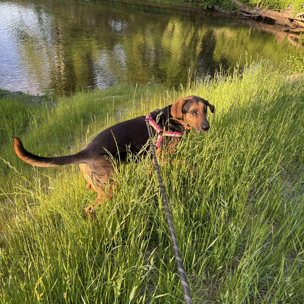 Roxy, an adoptable Bloodhound, Mixed Breed in Jarrettsville, MD, 21084 | Photo Image 6