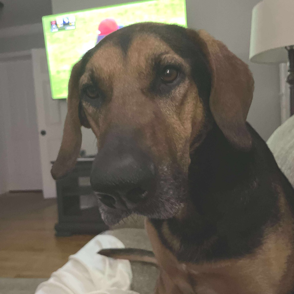 Roxy, an adoptable Bloodhound, Mixed Breed in Jarrettsville, MD, 21084 | Photo Image 6