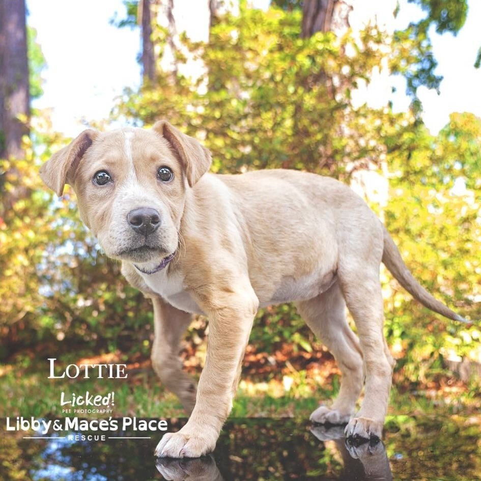 Lottie
