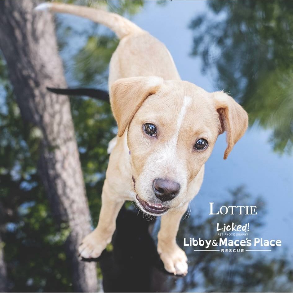 Lottie Lou