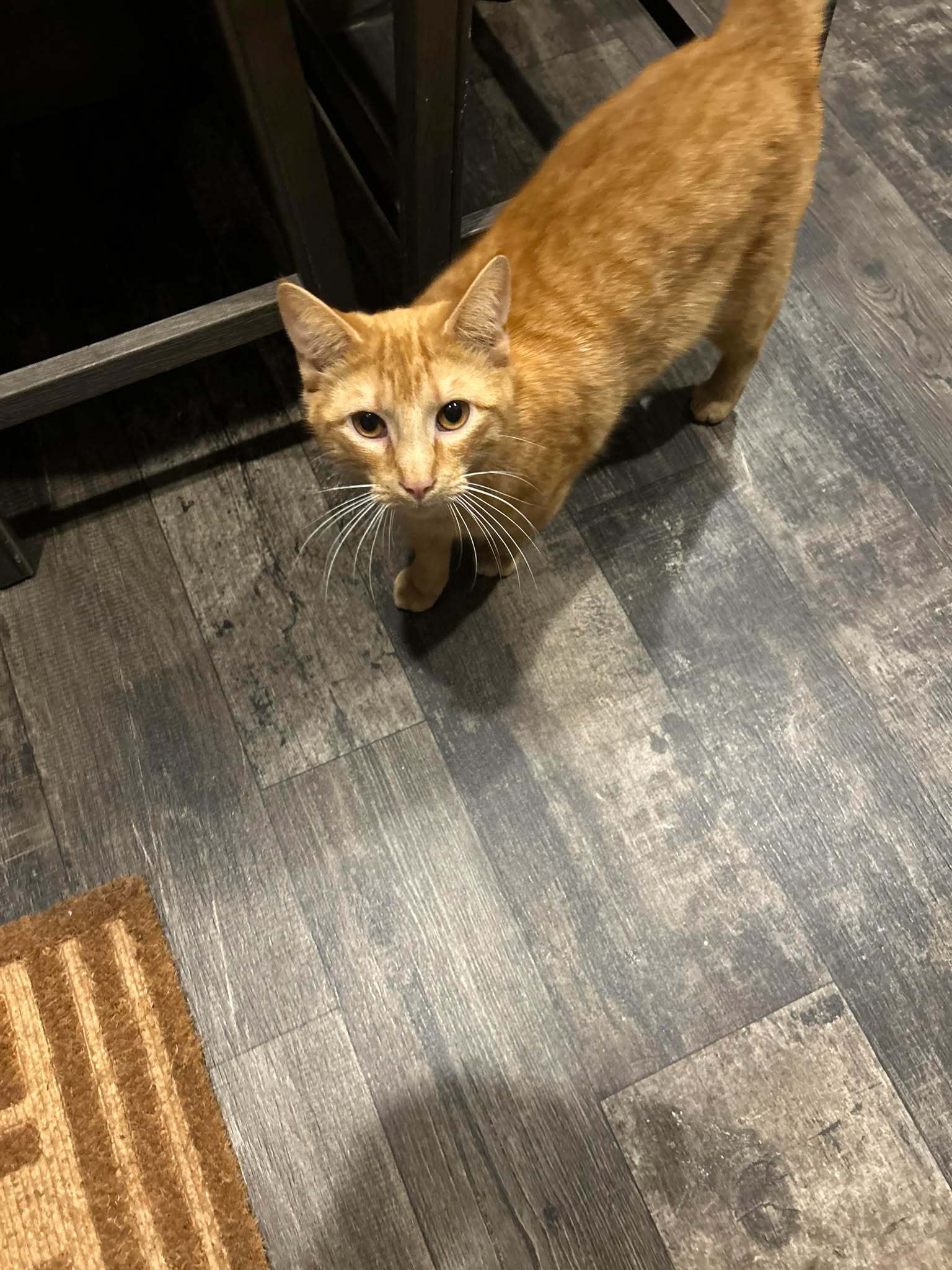 Sammy