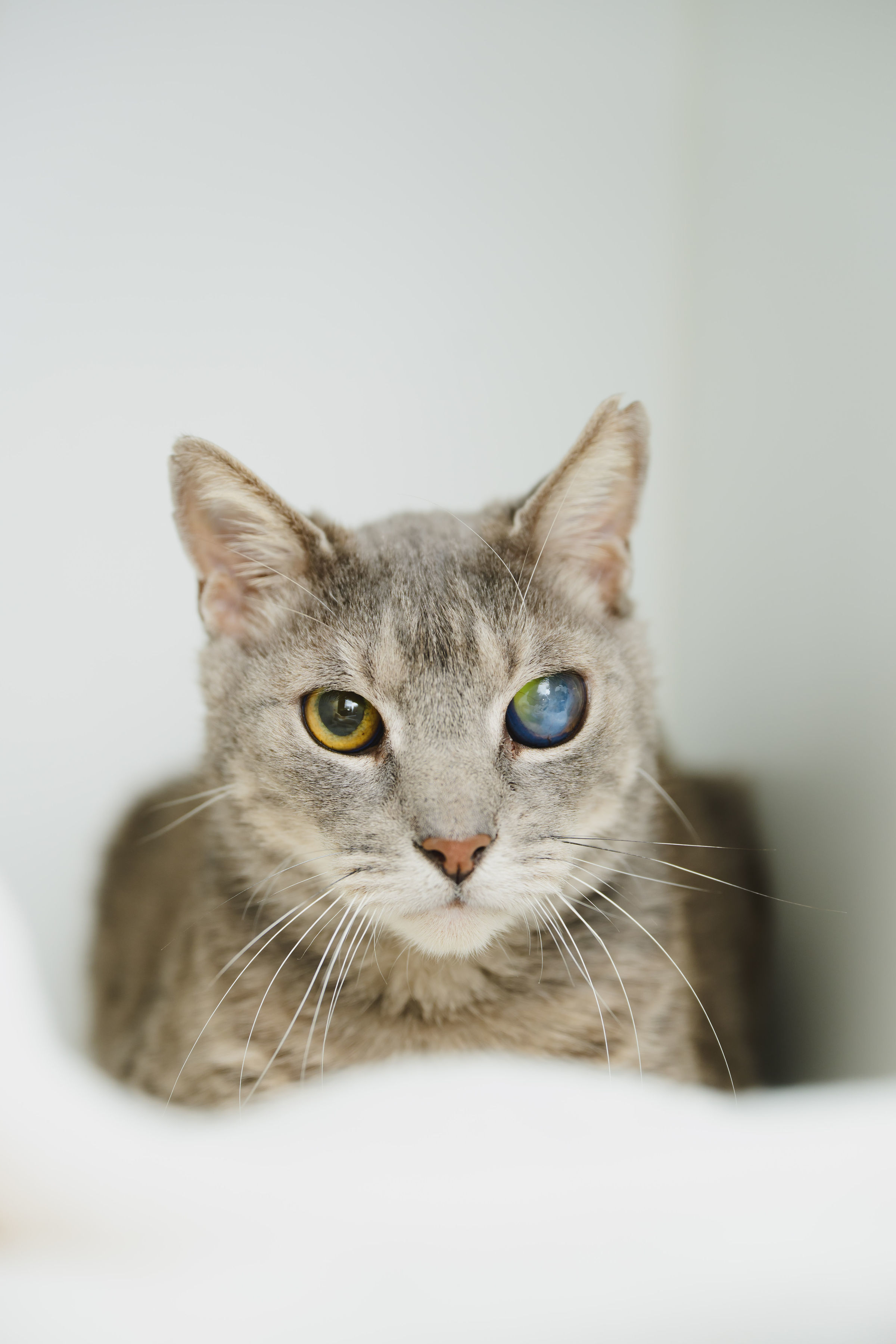 Vance, an adoptable Domestic Short Hair in Honolulu, HI, 96826 | Photo Image 1