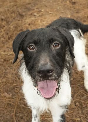 Stiches is a five-year-old mixed breed dog that has proven to be a nice boy He struggled a little a