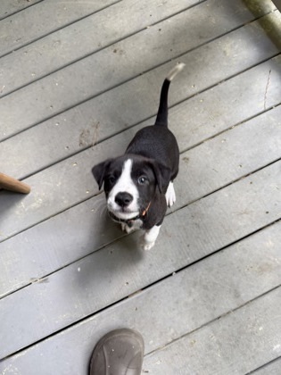 Delilah
