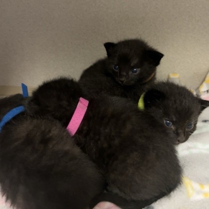 Cat for adoption - Alice, a Domestic Short Hair in Dallas Cat for adoption - Alice, a Domestic Short Hair in Dallas