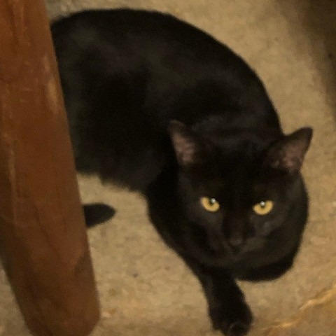 Schwarz (also called "Ace")