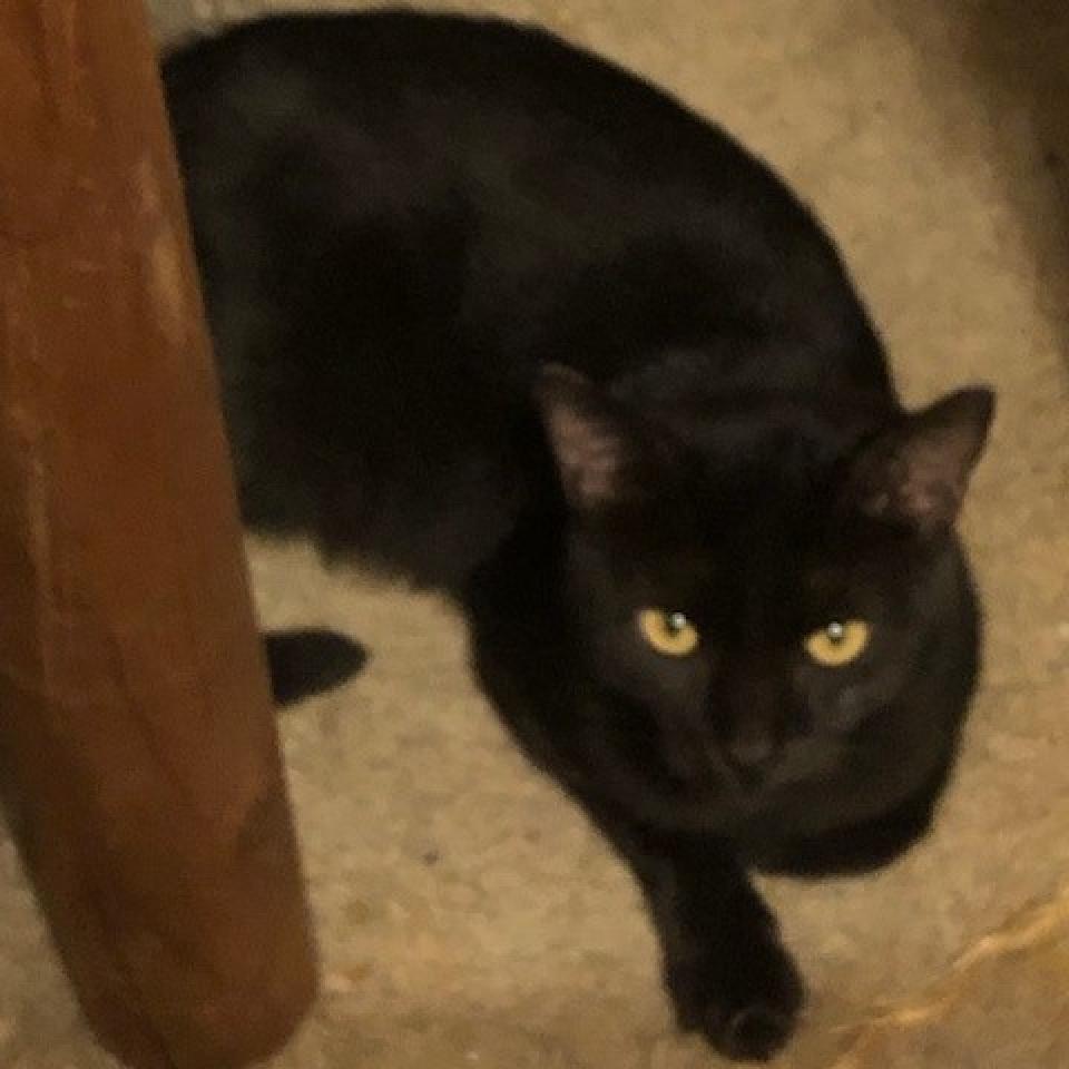 Schwarz (also called "Ace")