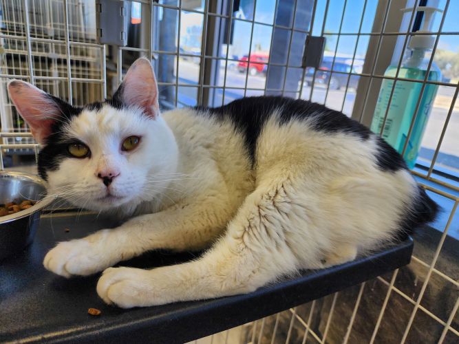 『1年保証』 Cat Short Domestic & Manx a (PS), Clarence - adoption for テープ・マスキングテープ