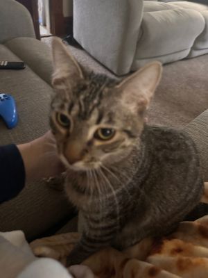 Howie C4598, Young Male Domestic Short Hair