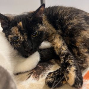 Norma, Adult Female unknown